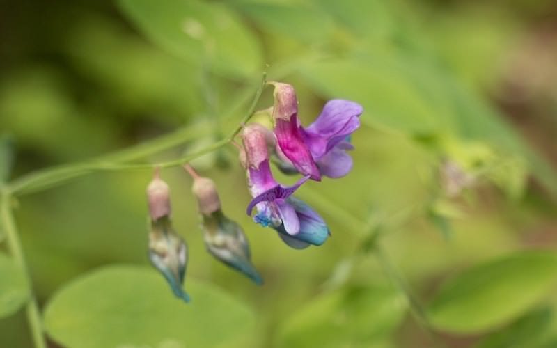 Closeup of purple and blue flowers