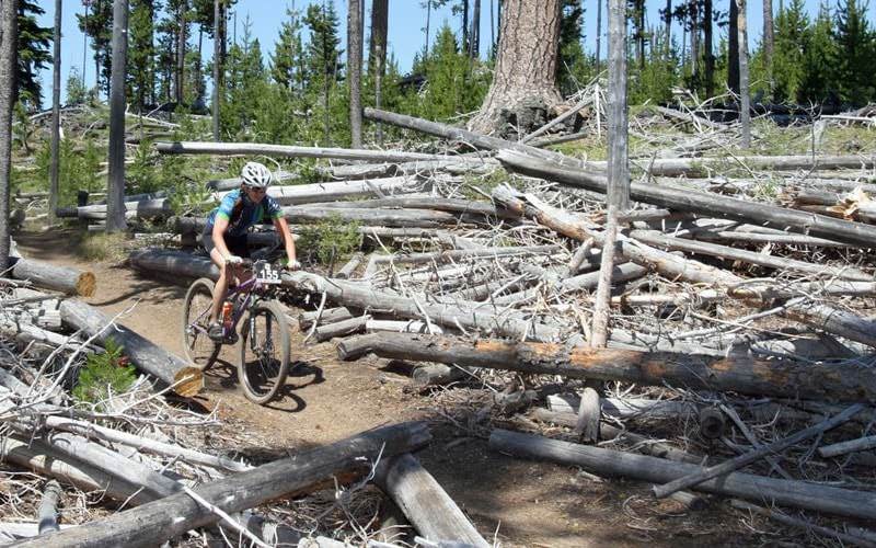 Mountain biker pedals through trees.