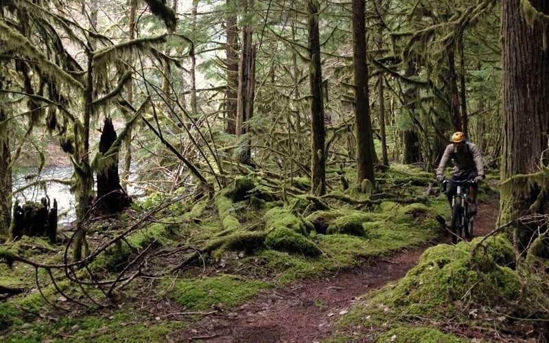 Mountain biker pedals through mossy forest on McKenzie River Trail