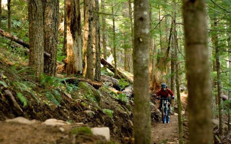 Mountain biker pedals through woodsy path.