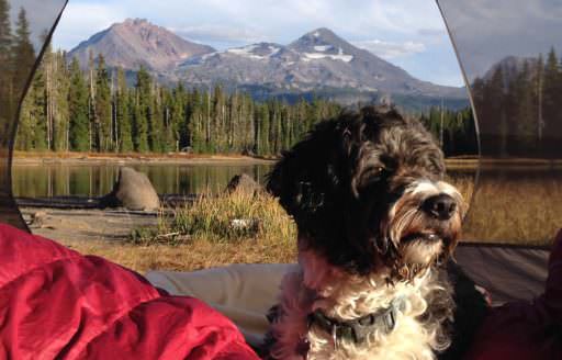 Dog sits in tent with view of Oregon river in background.