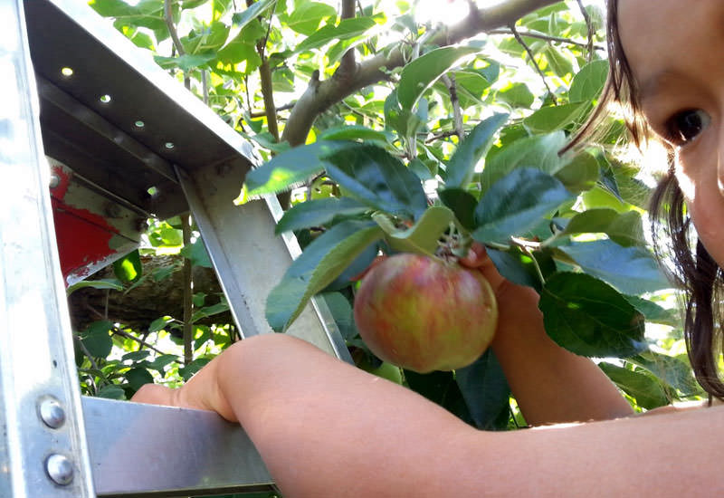 A young girl picks an apple from the tree.