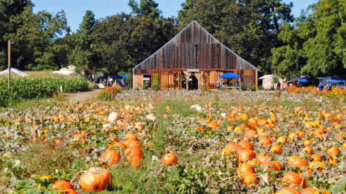 Dozens of pumpkins look ready for picking in a quaint farm field.