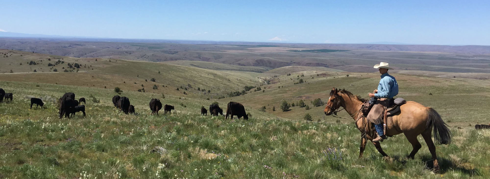 Saddle Up for Cowboy Adventures in the John Day River Territory - Travel  Oregon