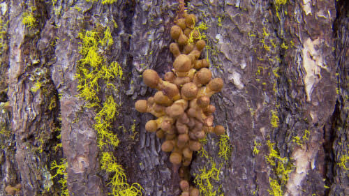 Mushroom spores burst out from tree bark.