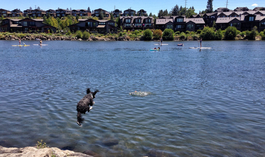 A Dog’s Guide to Trails in Central Oregon Travel Oregon