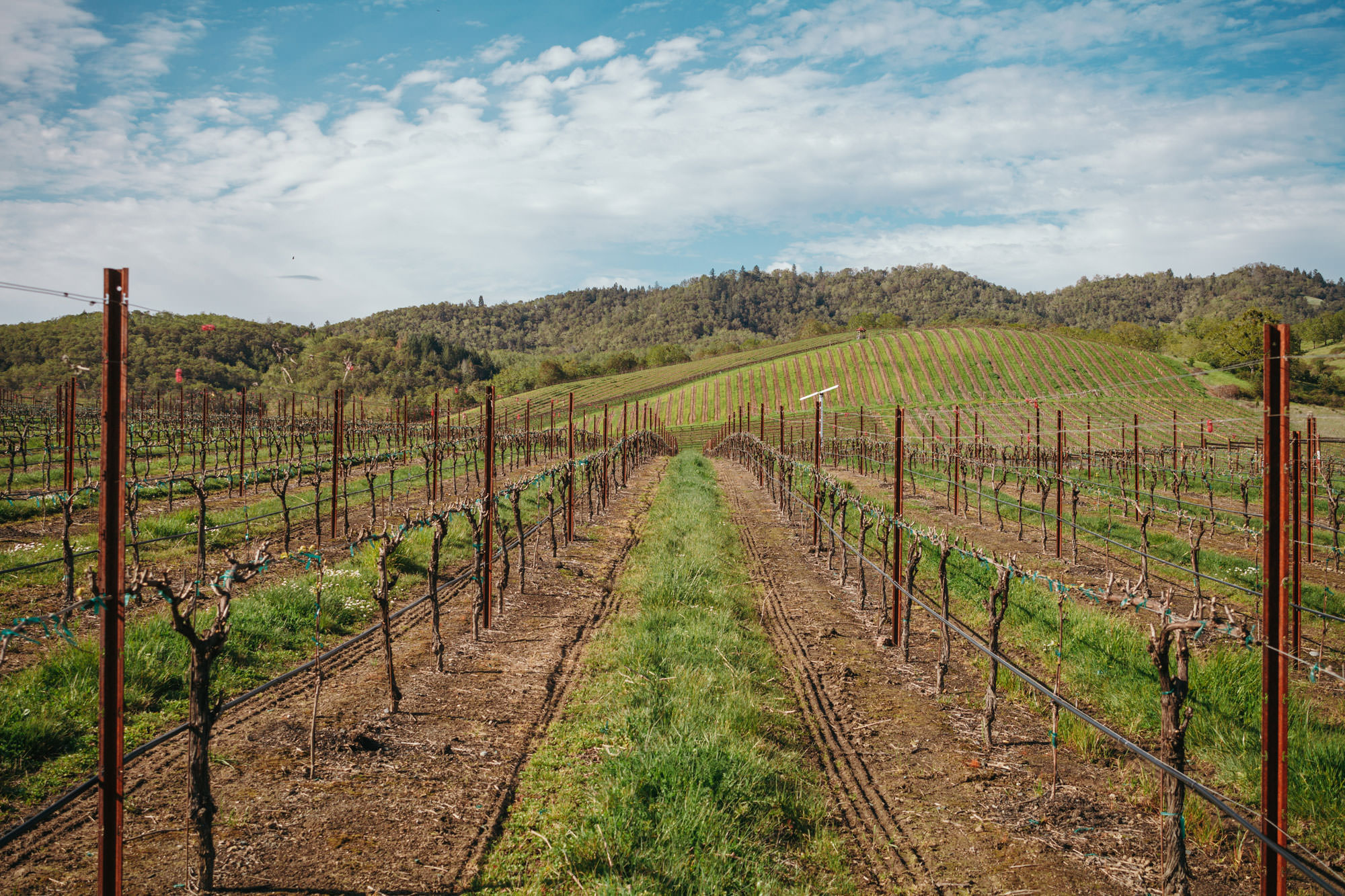 The grapes are growing at Abacela winery in Roseburg, and the rolling hills are beautiful.