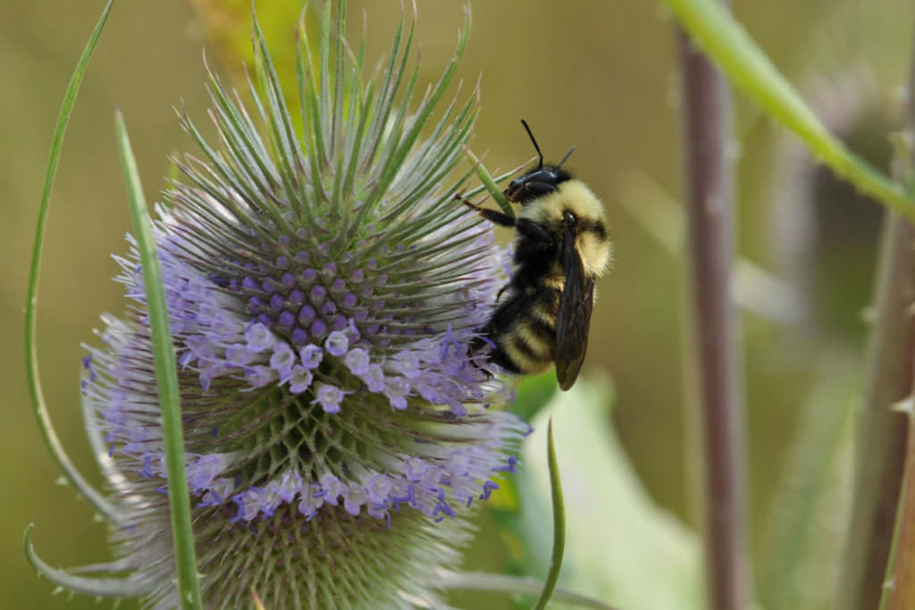 On the Bumble Bee Trail Travel Oregon