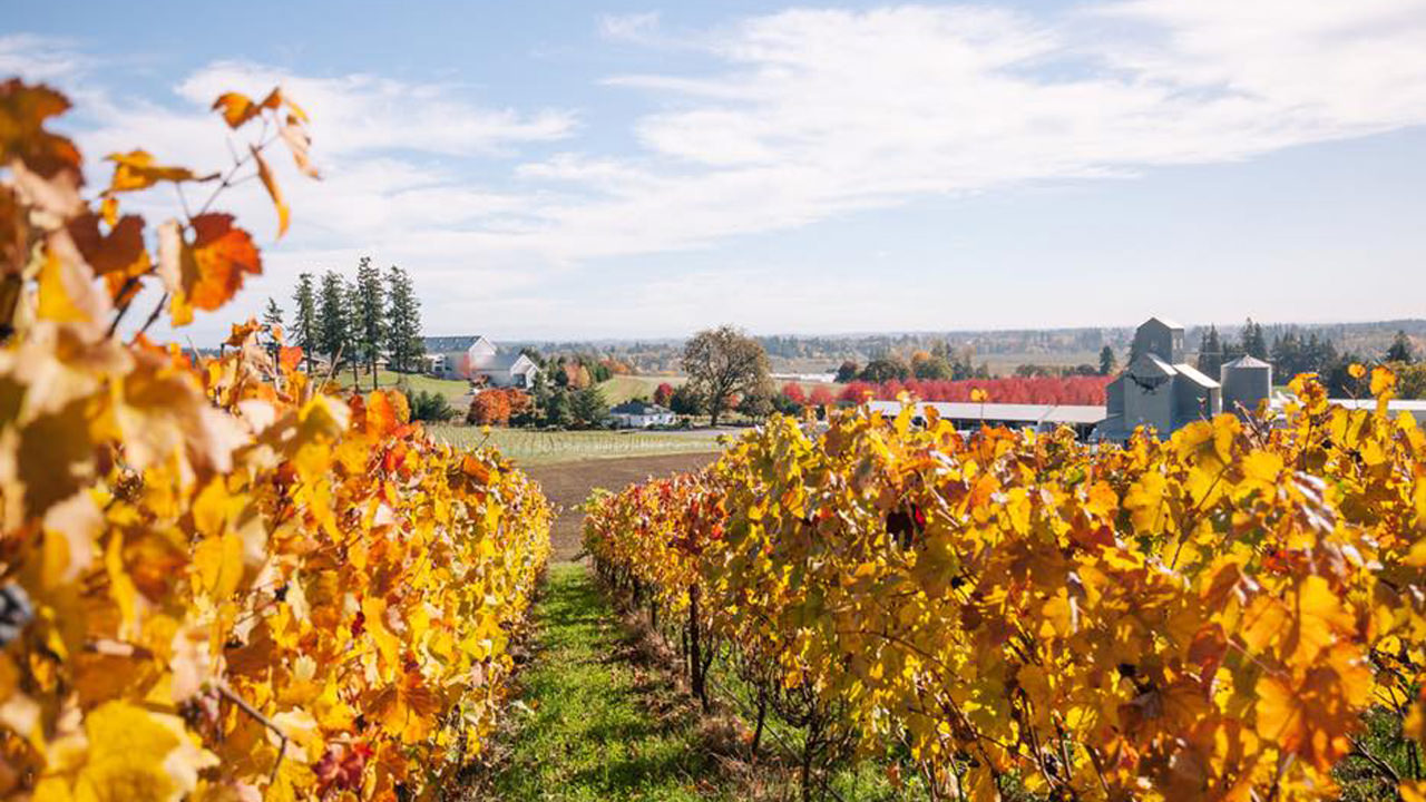 Rows of autumn vineyards