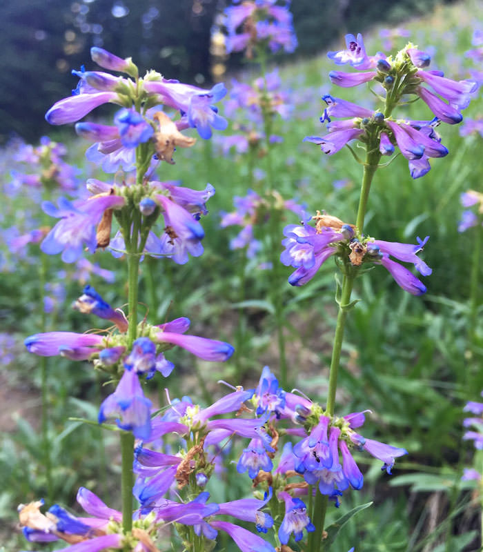Purple wildflowers are abundant on the Castle Crest hike.
