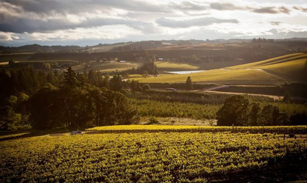 The vineyard turns yellow during fall.