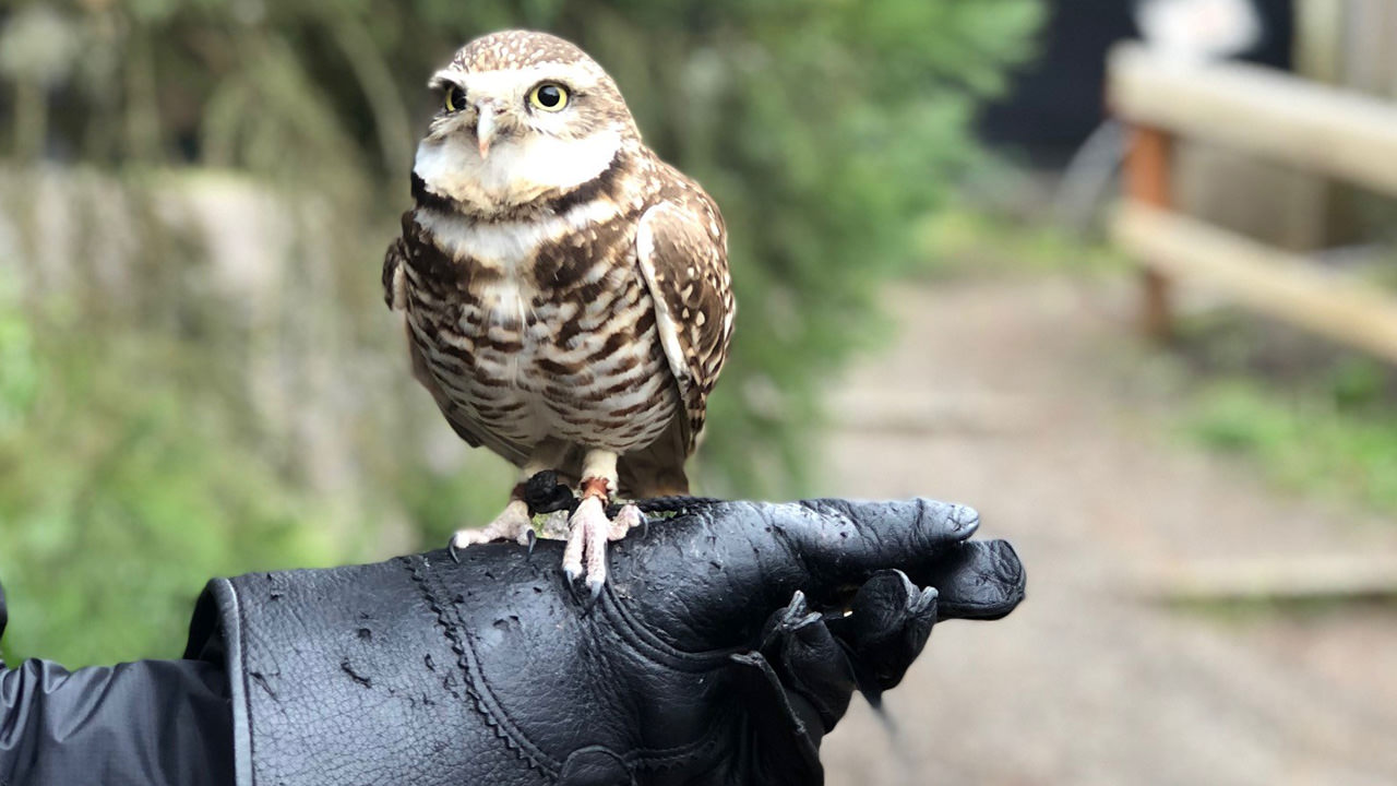 A small raptor sits on a gloved hand.