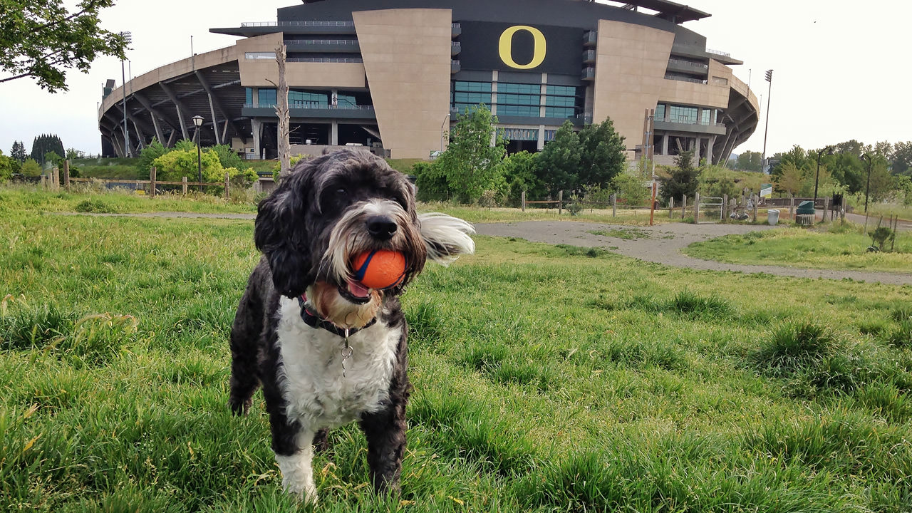 A dog holds an orange ball in its mouth in front of Autuzen Stadium.