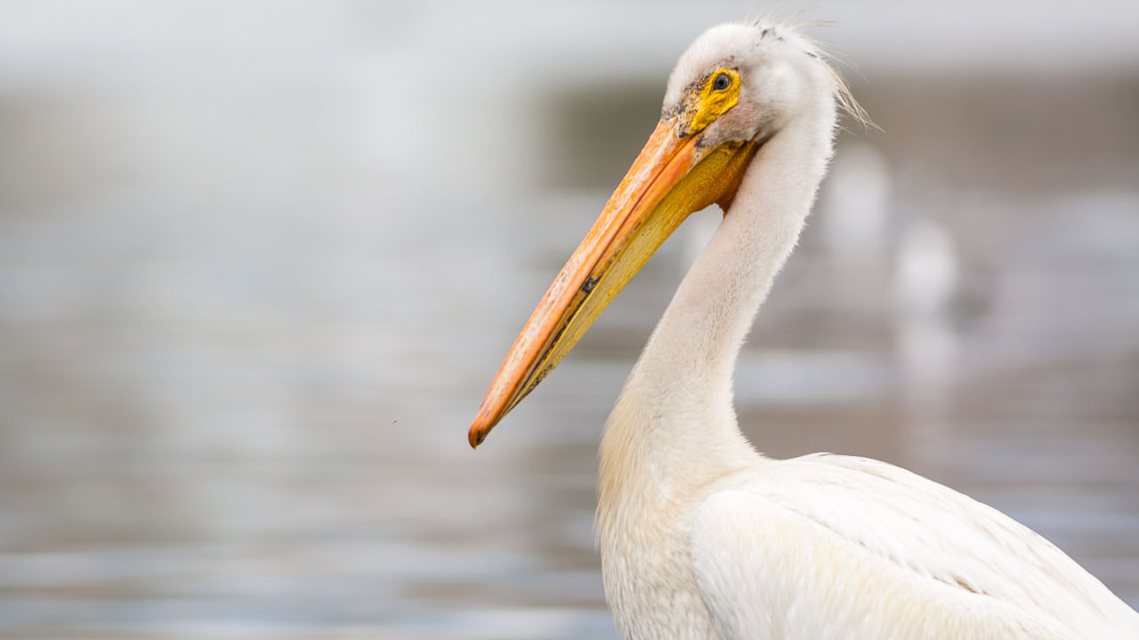 A side profile of a white bird in Klamath Falls.