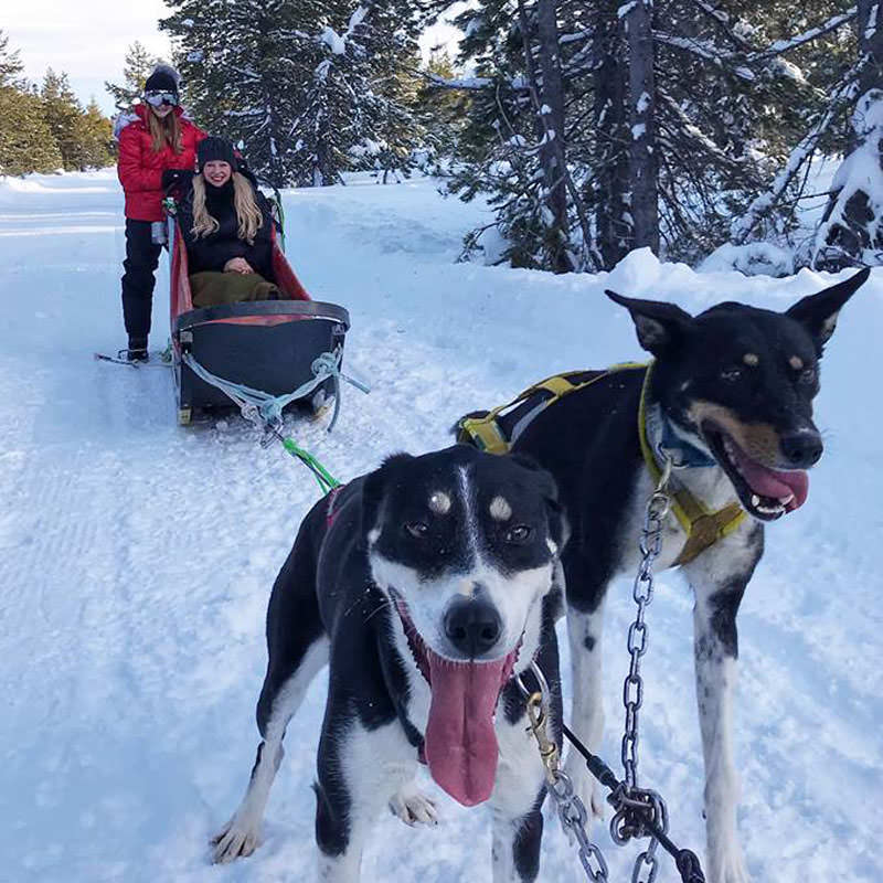 Two dogs seem to smile, just like the two girls in the sled are.