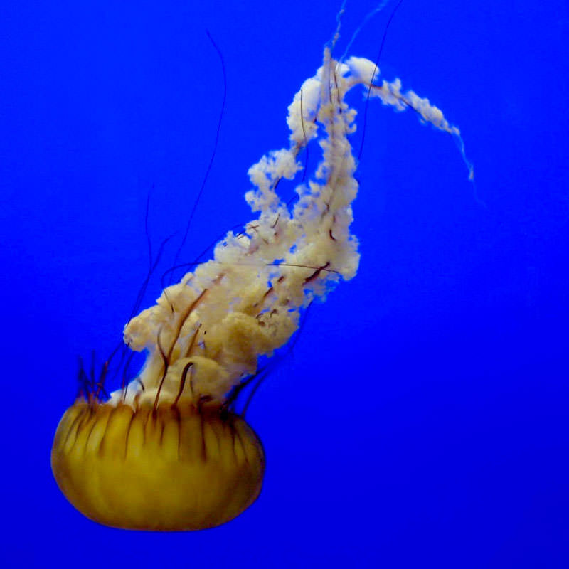 A yellow jellyfish floats upside down in blue waters.