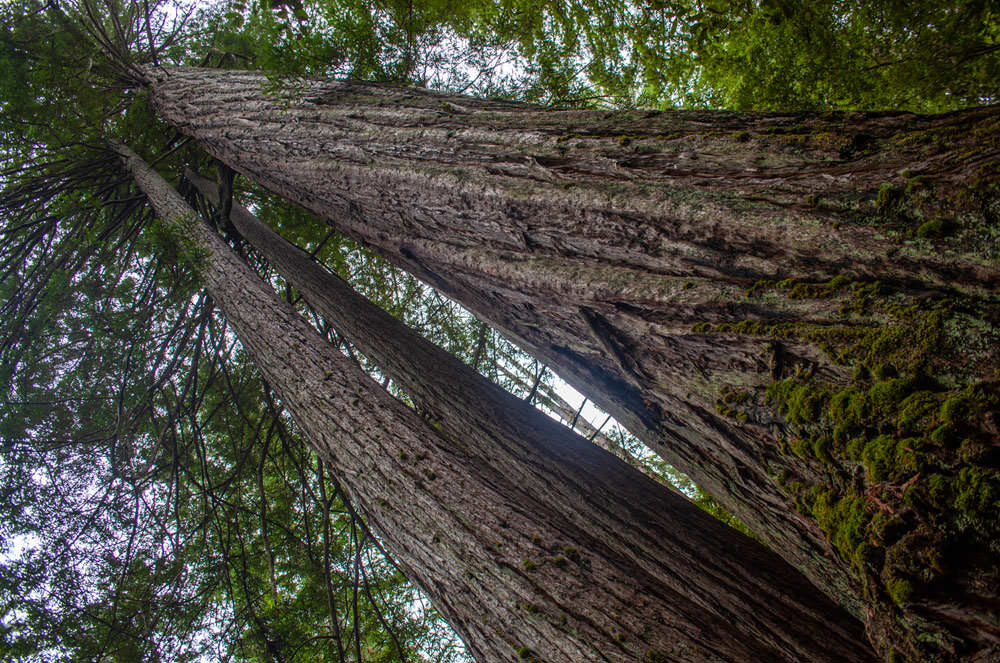 A view of an Oregon coastal redwood tree reveals the immensity of the rare tree.
