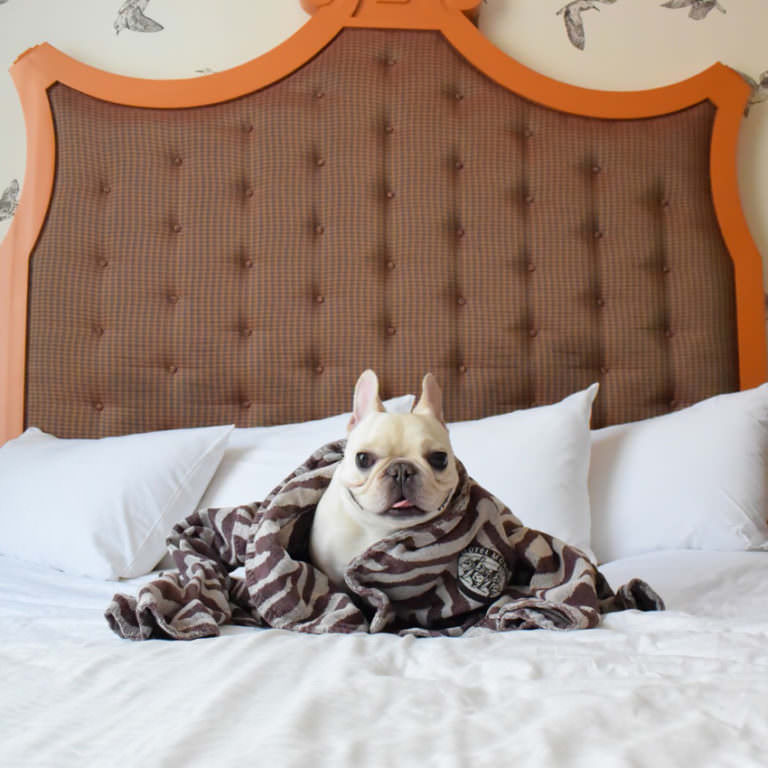 Cool Places to Stay With Your Pup Travel Oregon