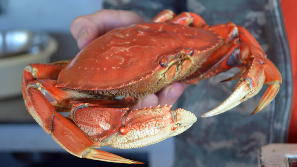 Ways to Explore the Shore in Lincoln City Travel Oregon