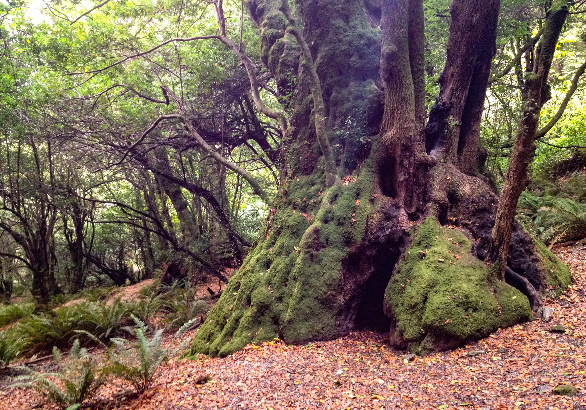 A large myrtle tree looms in an old-growth forest in the southern Oregon Coast.