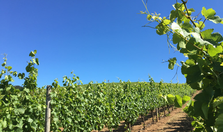 Blue sky over green grapevines near McMinnville