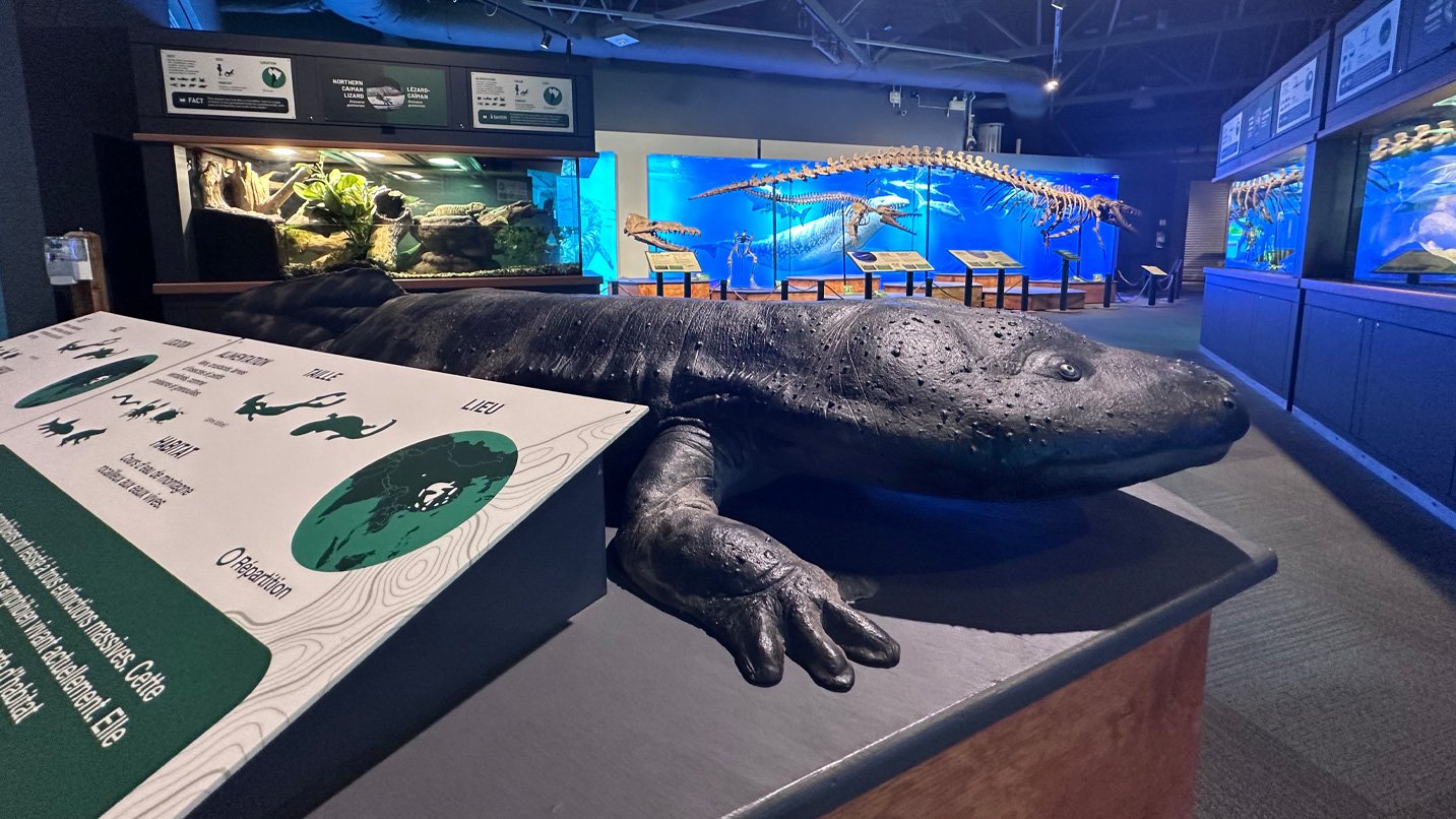 A museum exhibit shows a sculpture of a creature.