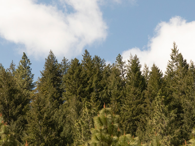 Oregon treetops against blue skies