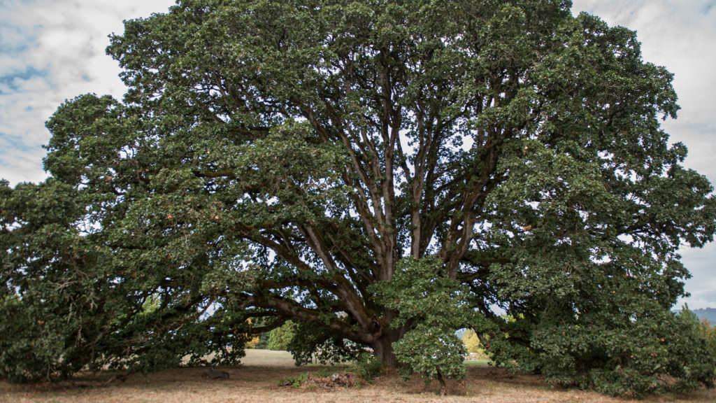 Sip Whiskey, Tour the Farm in Newberg Travel Oregon