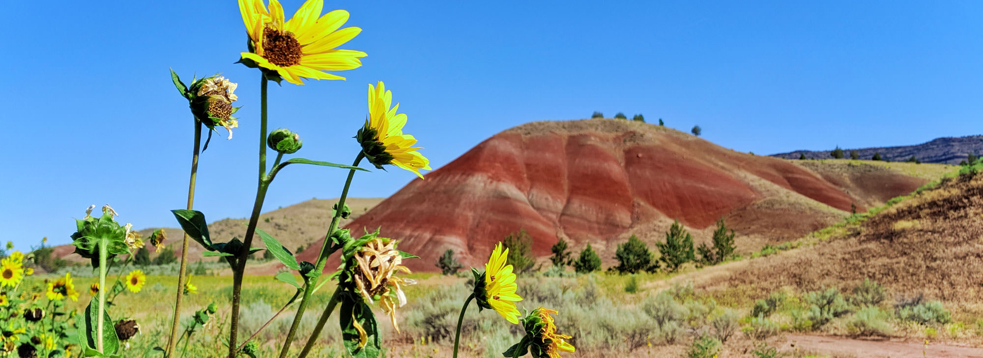 Yellow sunflowers stand tall, reaching toward the sky. Behind them, a large, red-hued hill sits under a clear blue sky with scattered greenery in the foreground.