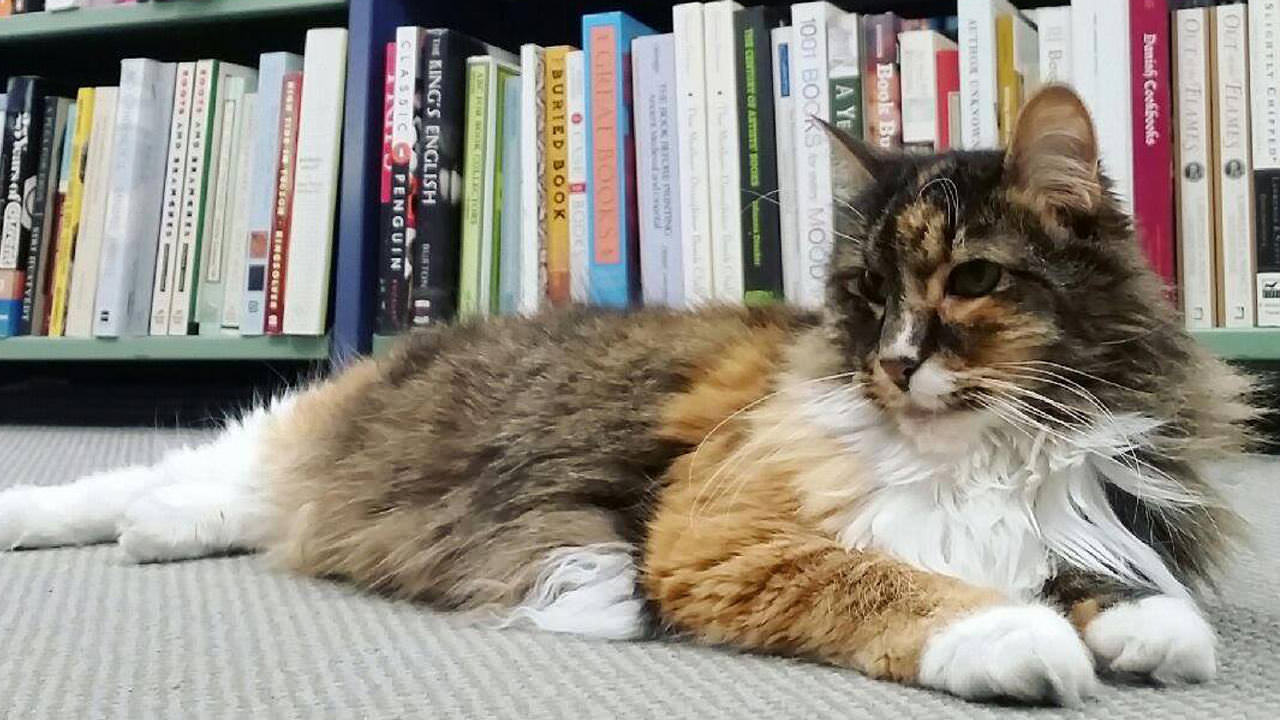 A tabby cat sits in front of novels.