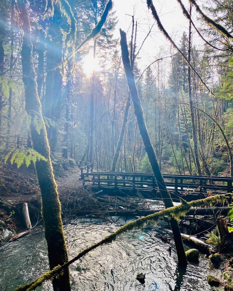 The sun peeks through the trees behind a wooden bridge.