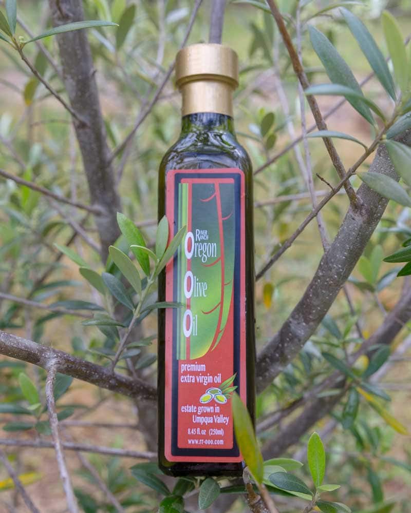 A bottle of olive oil is gently placed in between olive branches.