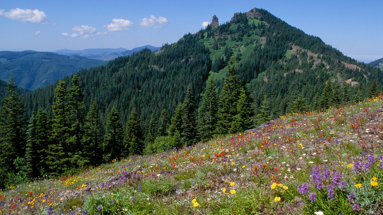 Colorful flowers seen amongst mountains and blue skies