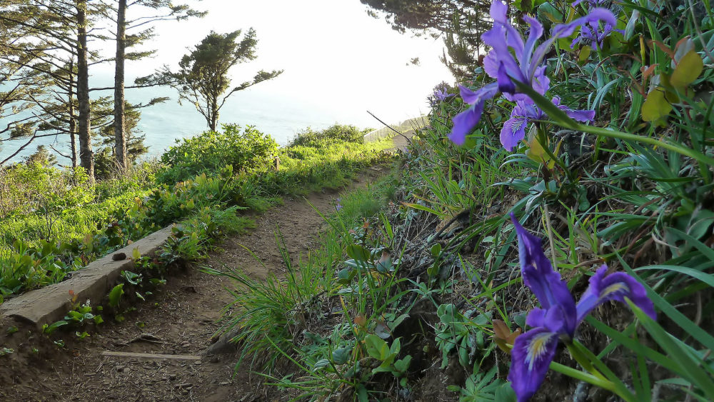 All About Oregon Wildflowers Travel Oregon