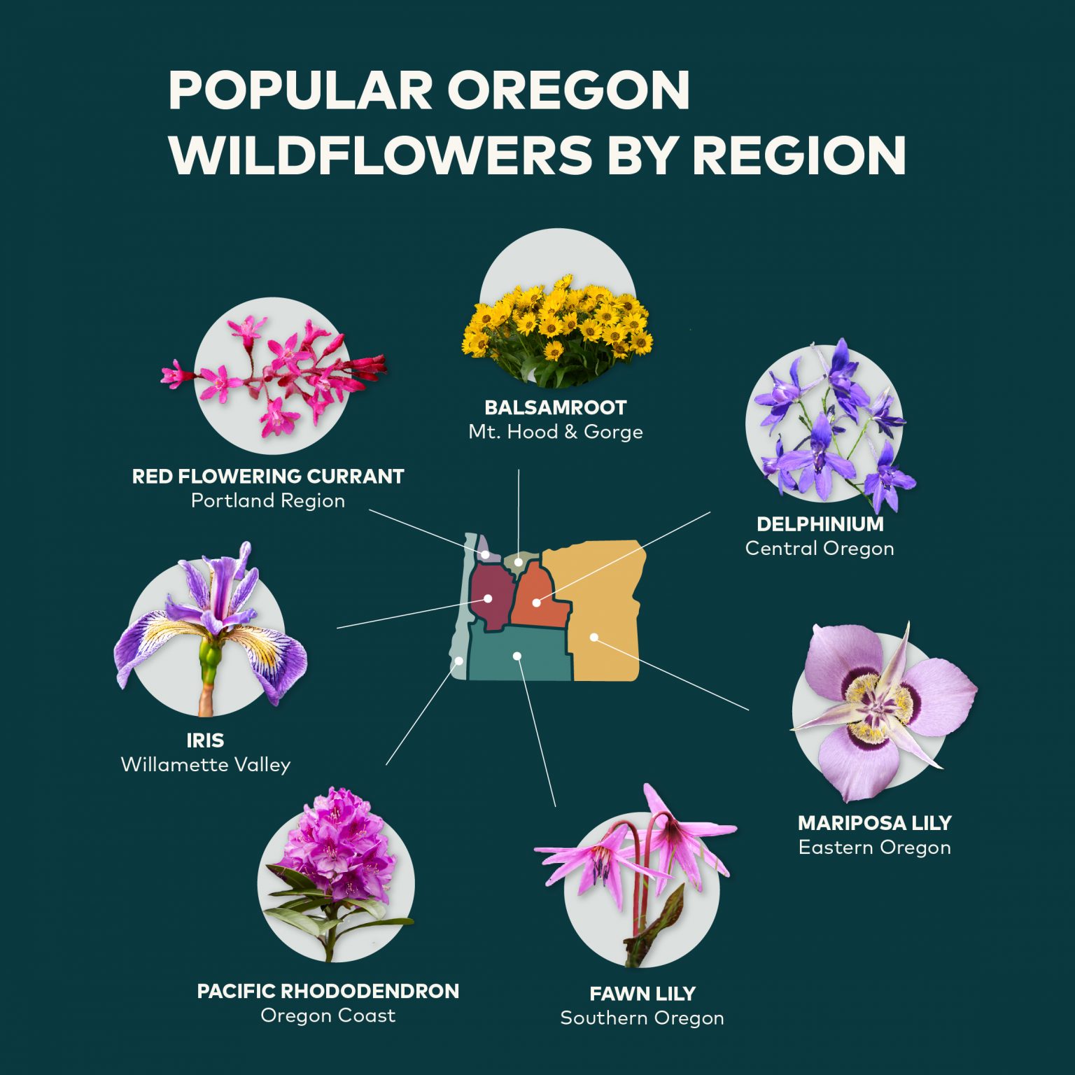 All About Oregon Wildflowers Travel Oregon