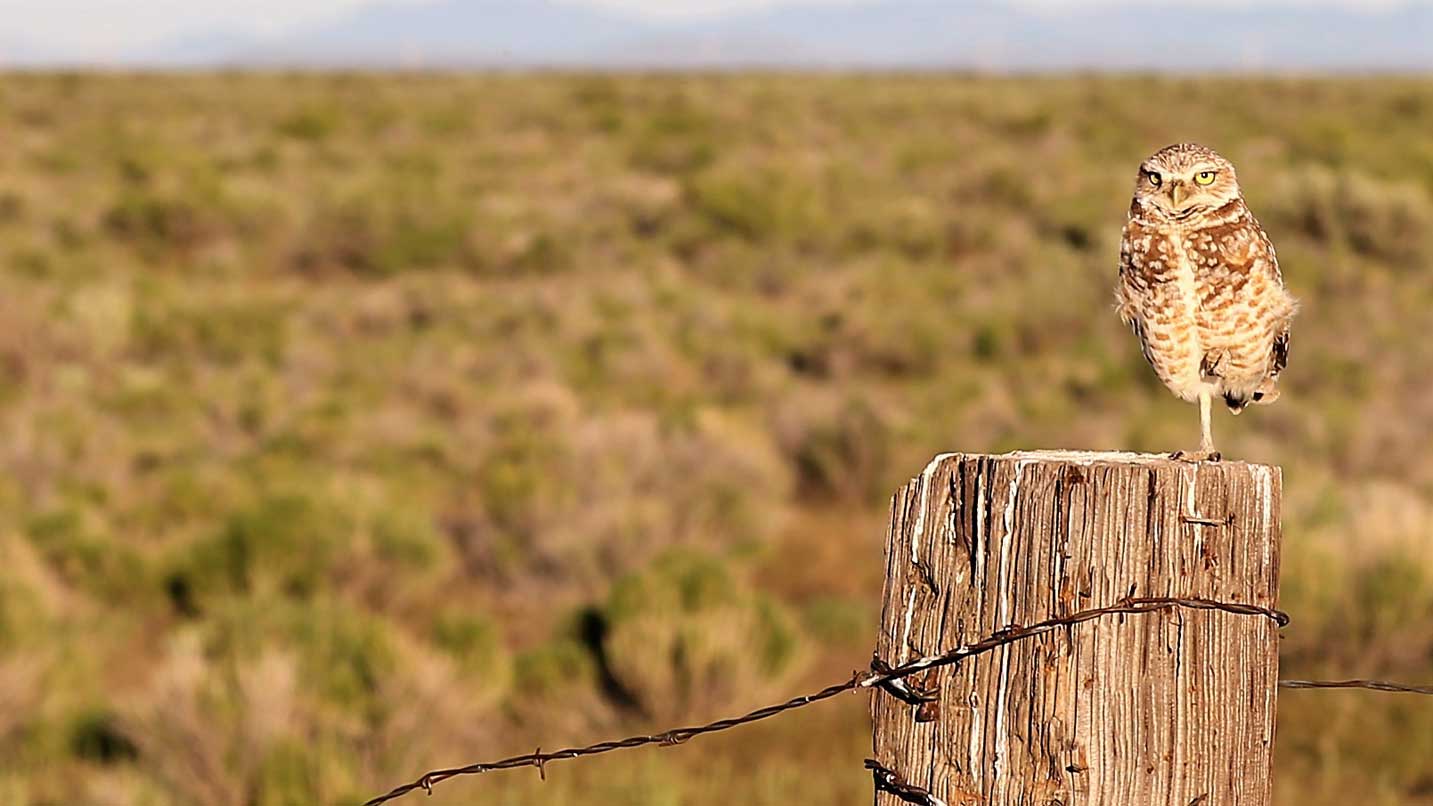 A burrowing owl sits on a fence post.