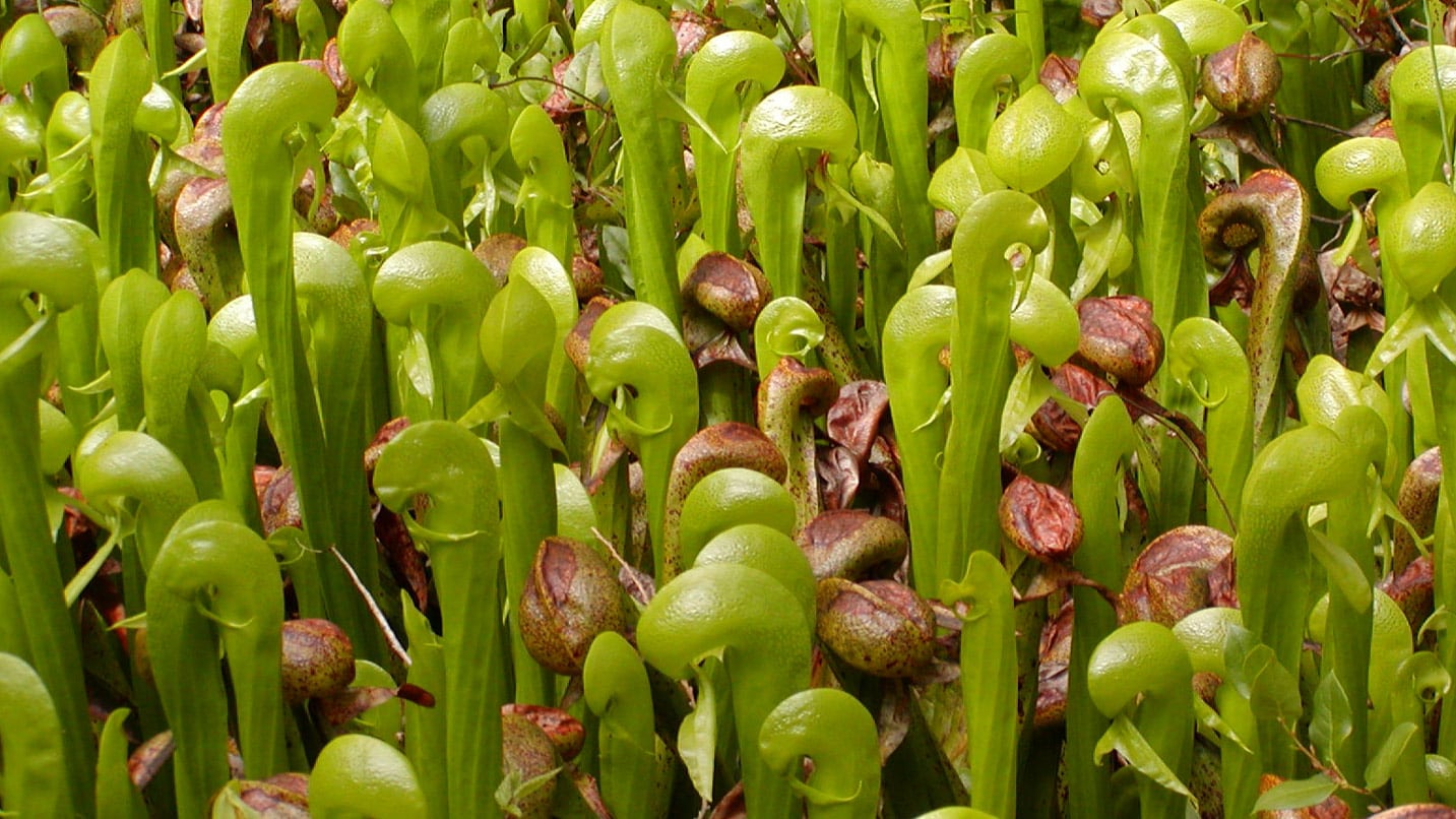 green pitcher plant close-up