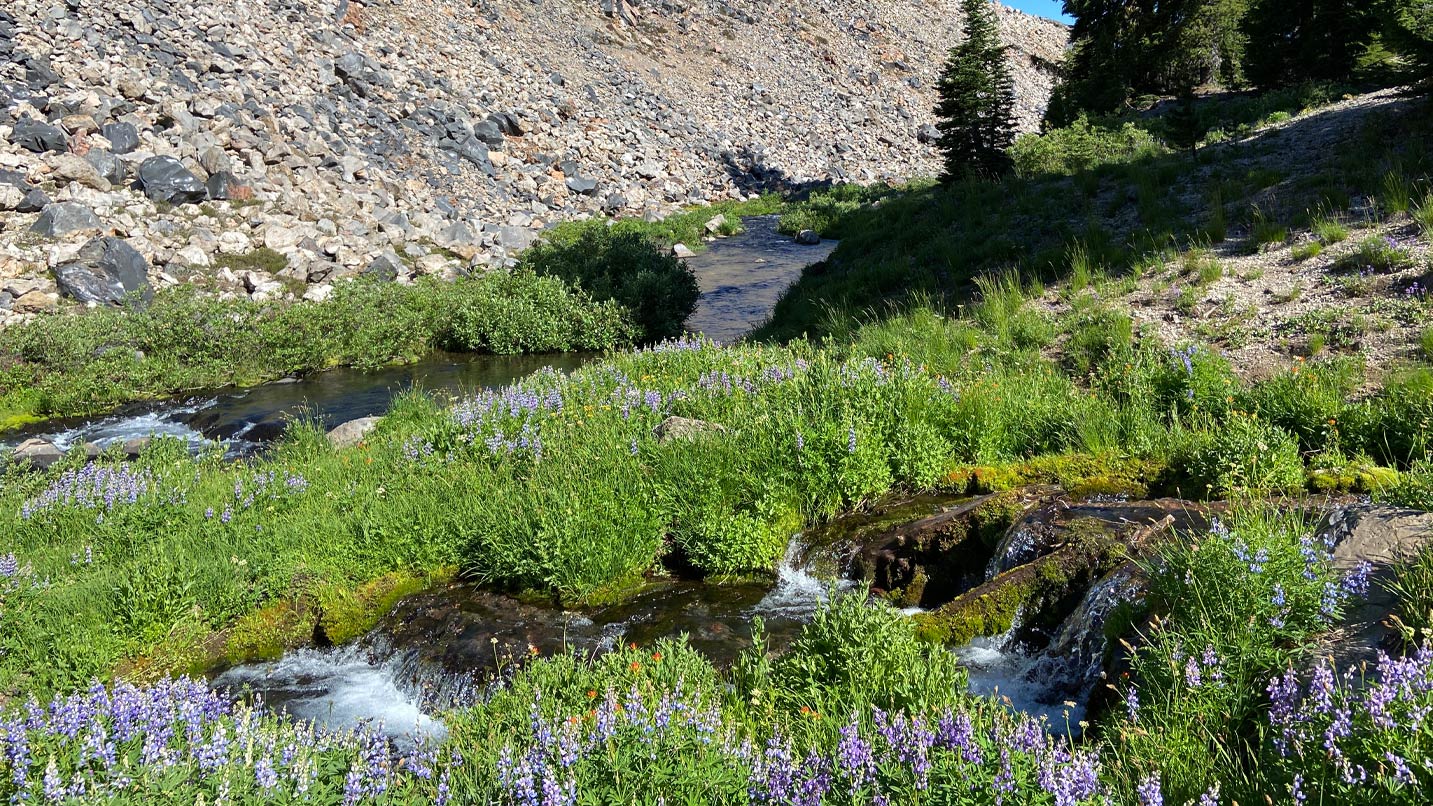 purple flowers in grass next to rocks and stream
