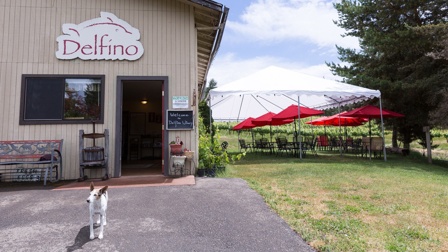 A dog runs in front of the tasting room of Delfino Vineyards.