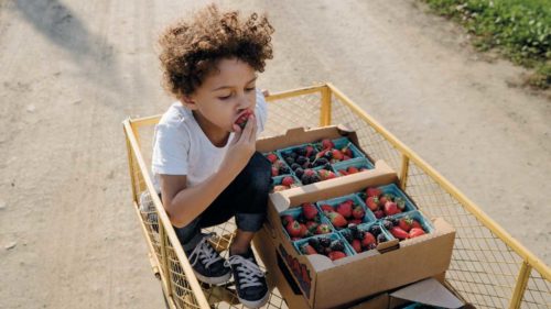 A child eats berries in a cart.