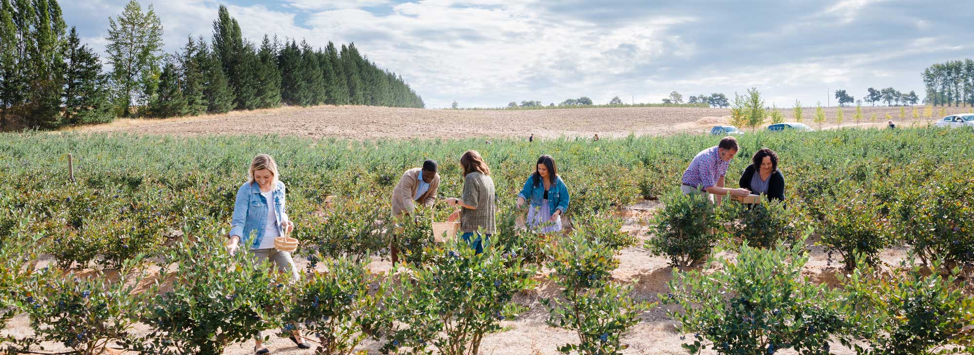 Friends pick blueberries under blue skies.
