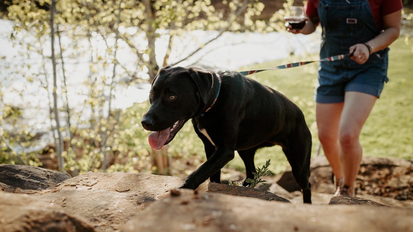 black dog on leash walks on trail with person holding wine glass