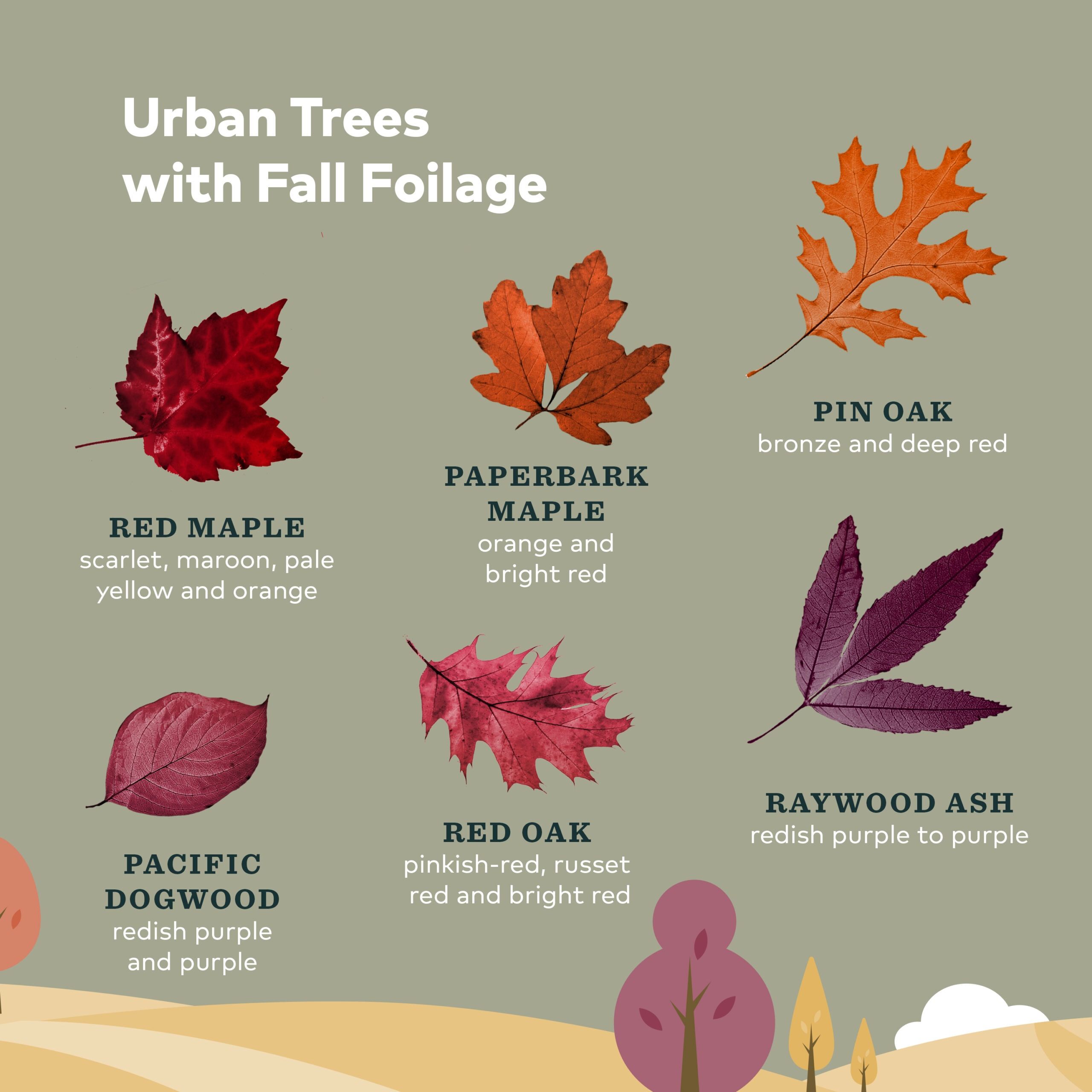 fall foliage leaves