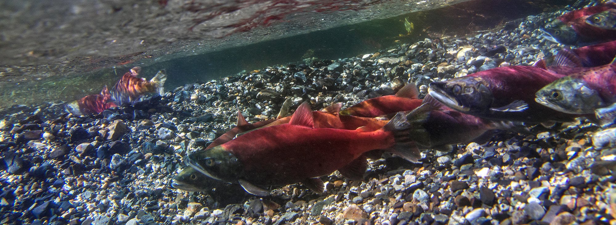 Celebrate Oregon's Indigenous Foods Travel Oregon