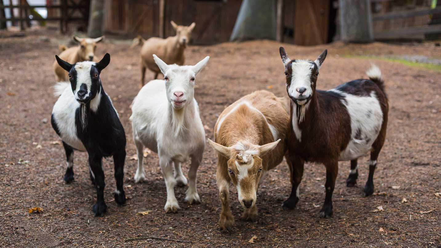 Six miniature goats look at a photographer.