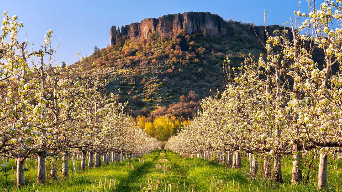 Table Rock rises above an orchard.