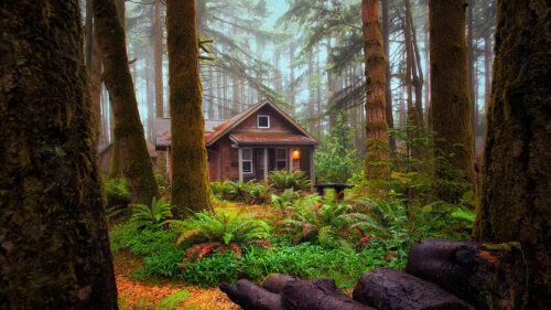 A single cabin sits behind ferns and trees.