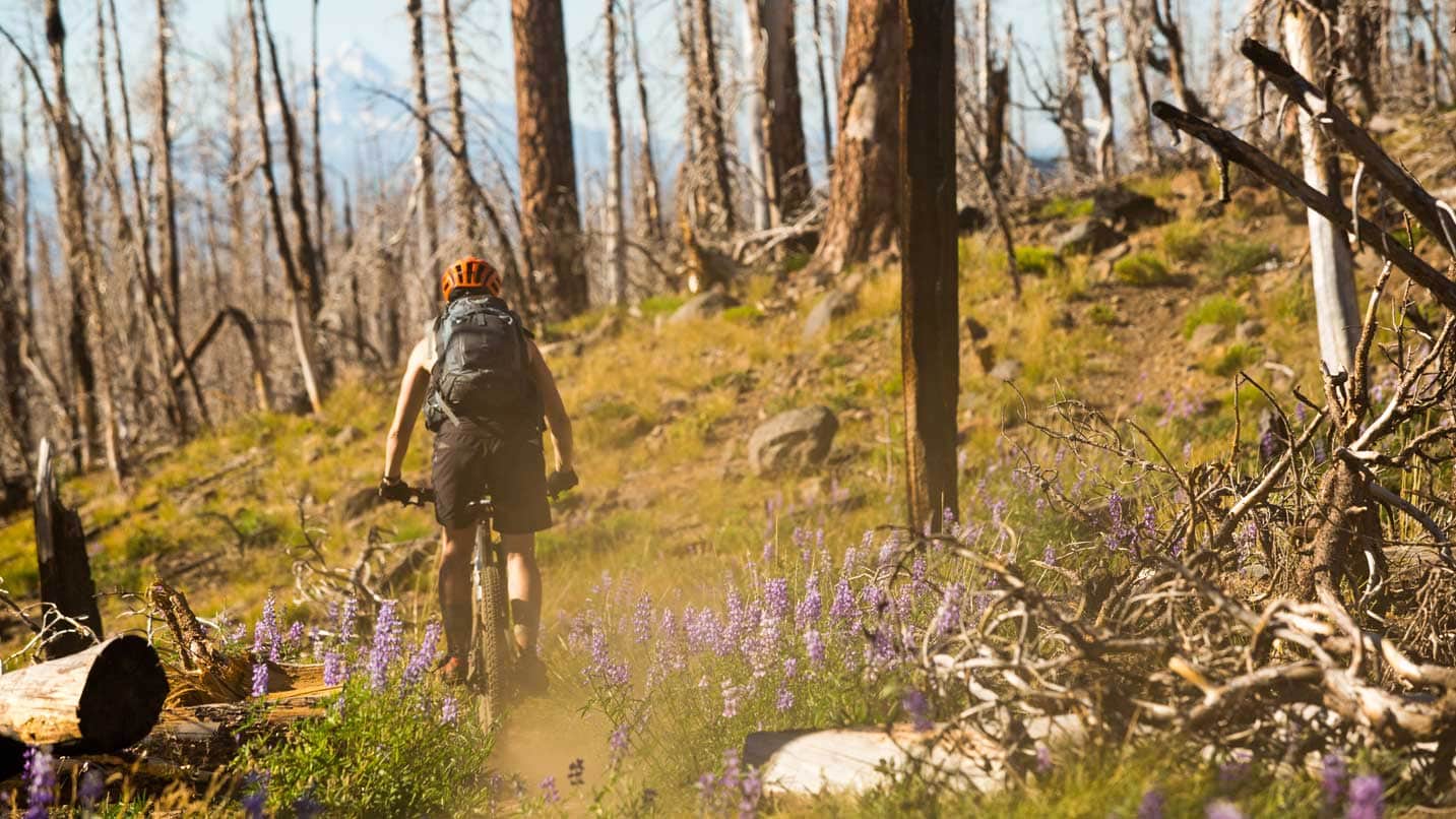 A mountain biker pedals past burned trees and purple wildflowers.