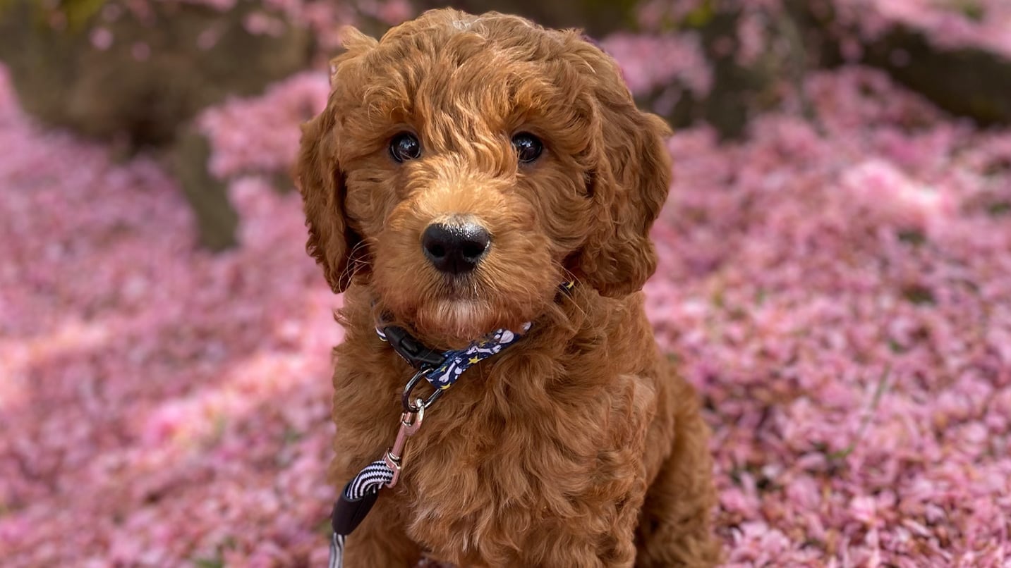 A puppy sits in pink cherry blossom petals.