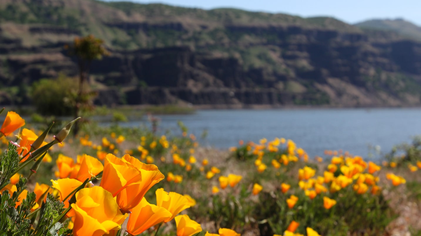 Orange flowers bloom in the foreground with a river and dry hills in the background